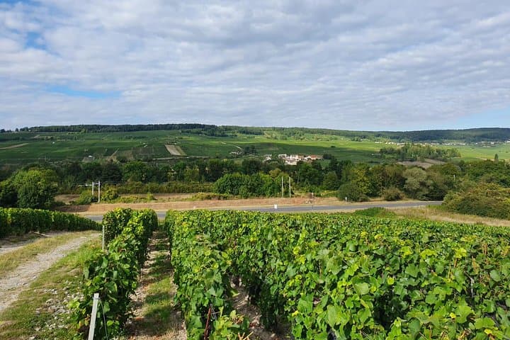 Private Day Trip from Paris to Reims and the Champagne Region