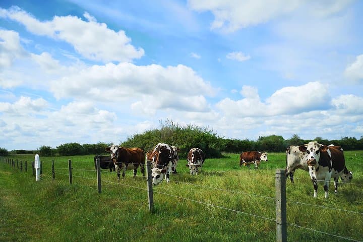 Private Tour to Bayeux, Honfleur and Pays d' Auge from Caen