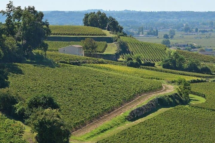 Vineyards