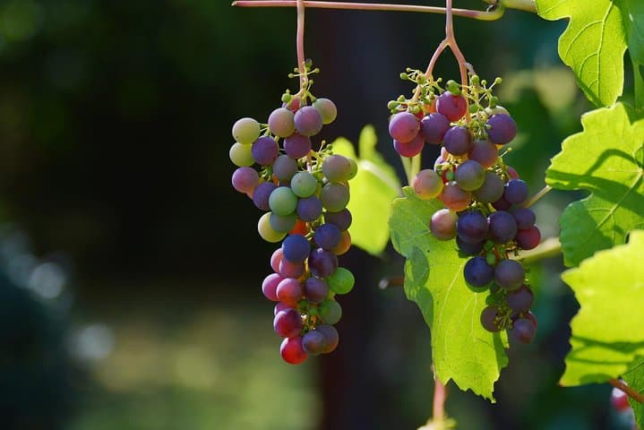 Private Day Trip: Wine Tasting Tour with Pinic Lunch From Nice