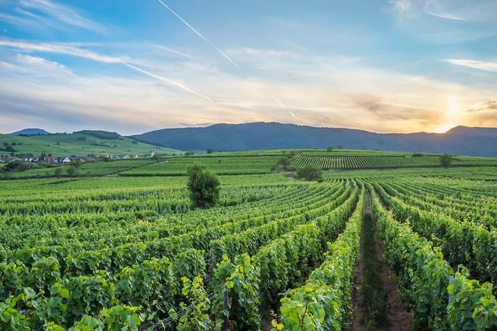 Discovery Vineyard