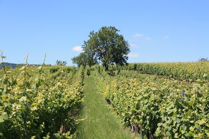 Discovery Vineyard