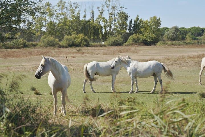 4x4 Camargue Safari 4h - Private Tour - Departure from Arles