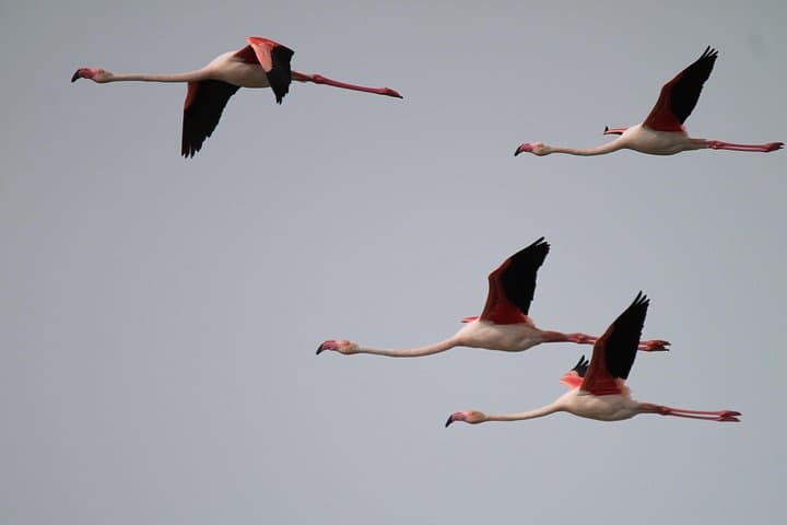 Camargue 4x4 Safari 2 hours Saintes Maries de la Mer