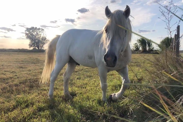 Camargue horse