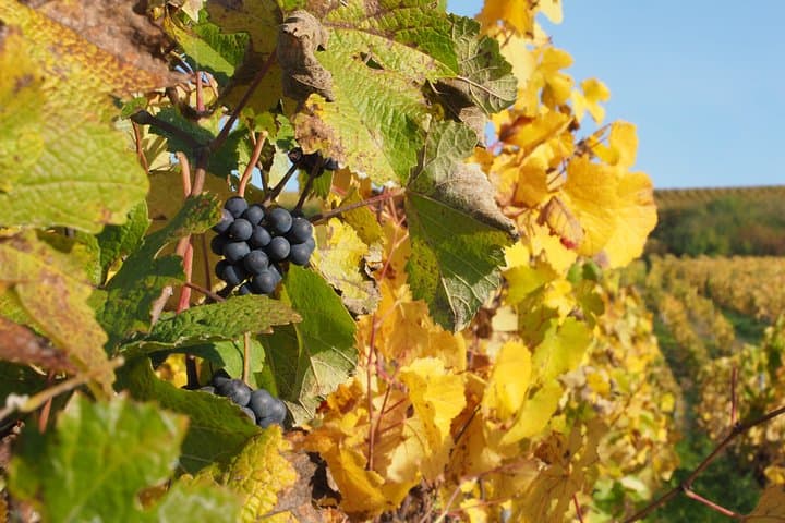 Vineyard Walking Tour & 5 Champagnes Tasting