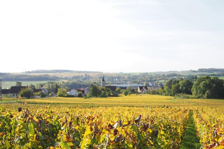 Vineyard Walking Tour & 5 Champagnes Tasting