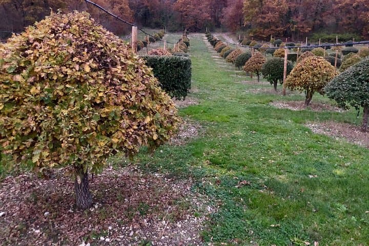 Visit truffle fields and hunt with a dog in all seasons.