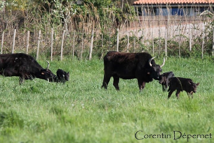 Camargue bulls