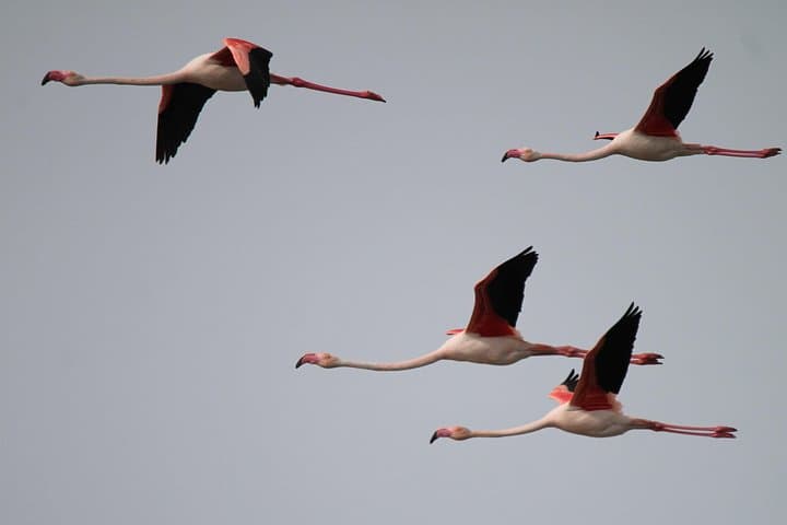 Pink flamingos