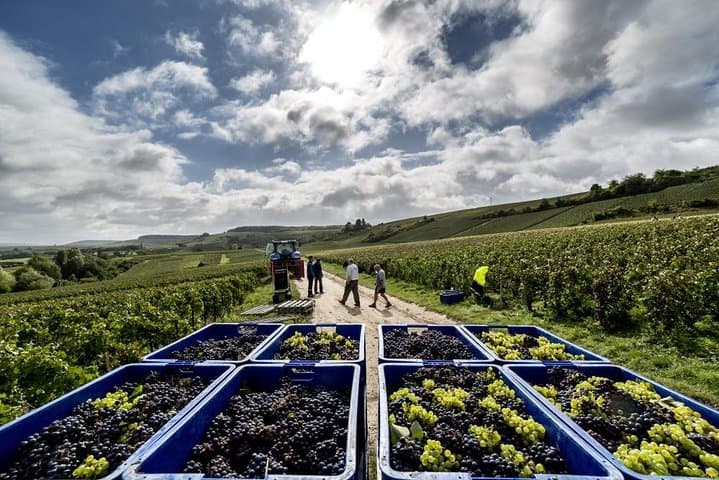 Full-Day Private Guided Tour of Champagne wih Hotel Pickup