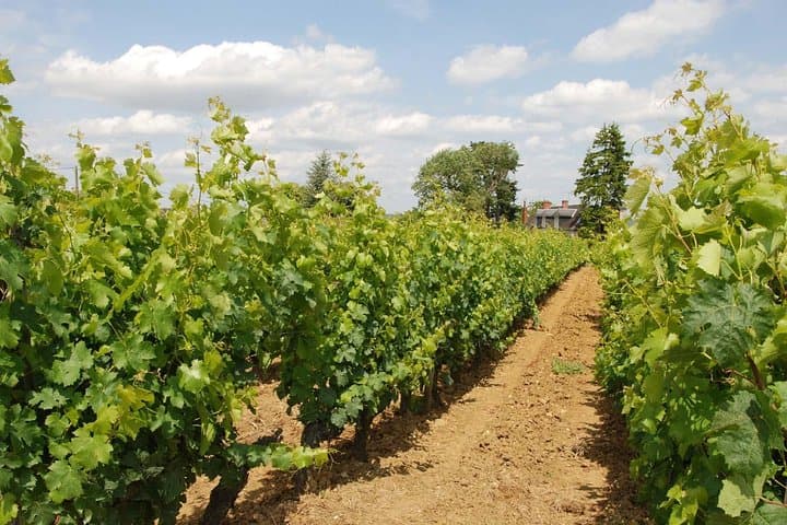 Loire Valley Wines Private Day Tour with Tastings from Tours or Amboise