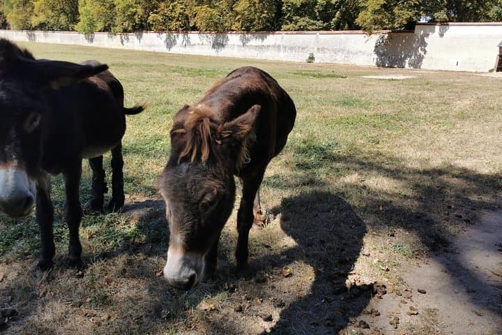 Loire Valley Full-Day Private Guided Tour with Hotel Pickup