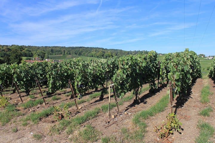 Custom Planned Champagne Day Tour for Private Groups - 8+ guests