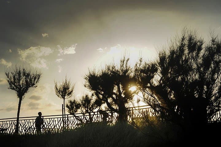 The Tamarisk