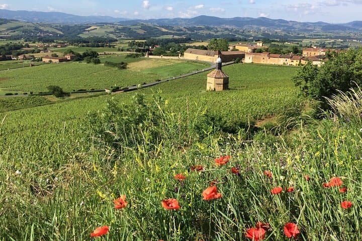 Beaujolais Wine Discovery - Private Tour - Half Day