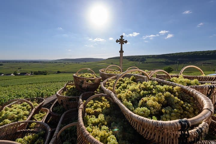 Private excursion to Côte de Beaune and Côte de Nuits (full day)