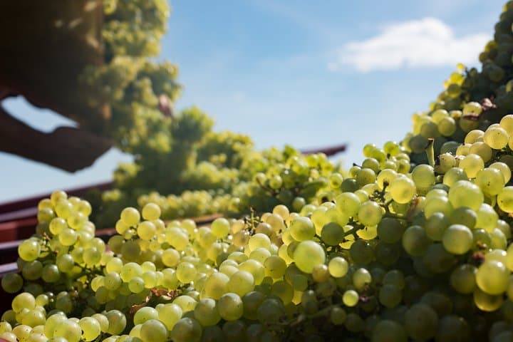 Private excursion to Côte de Beaune and Côte de Nuits (full day)