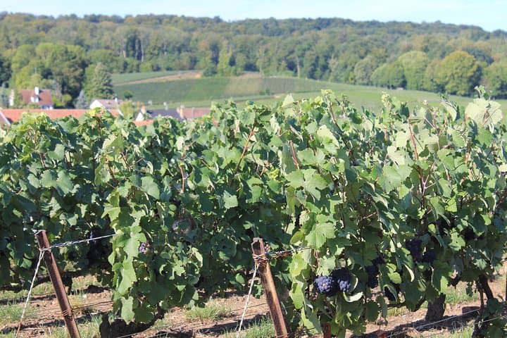 Custom Planned 2 Day Champagne Vineyard Tour with Private Driver