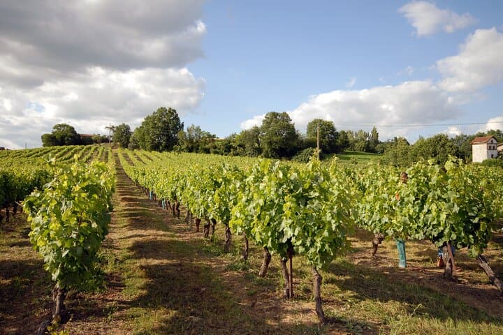 Gaillac Vinyard