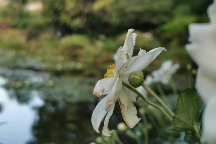 Giverny & Honfleur Private Tour from Paris
