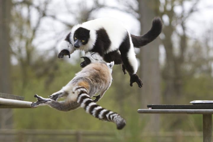 Private Return Transfer Thoiry Zoo Safari from Paris