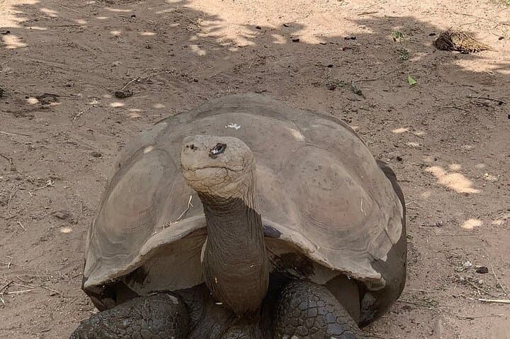 Corsica A Cupulatta Turtle Park Skip the Line Admission Ticket