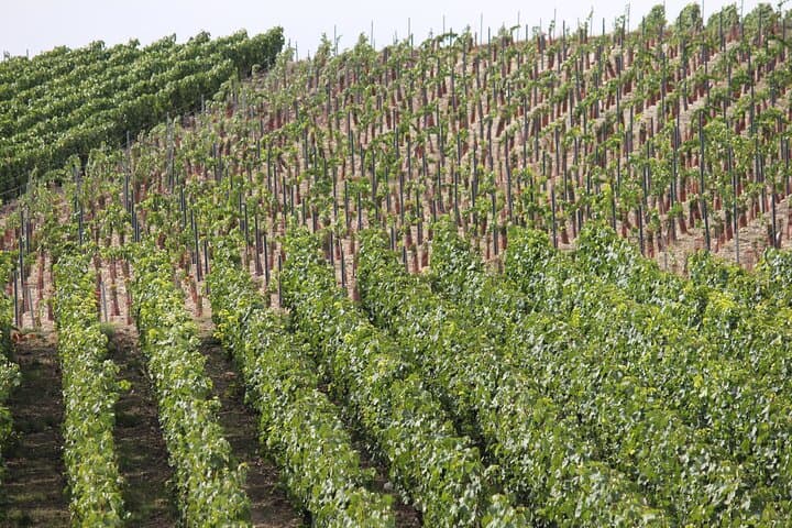 Visit Champagne - Custom Planned for Private Groups of 9 or more