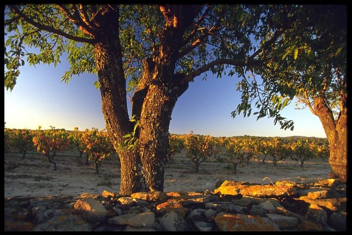 Private 2-day visit to discover the Minervois vineyards