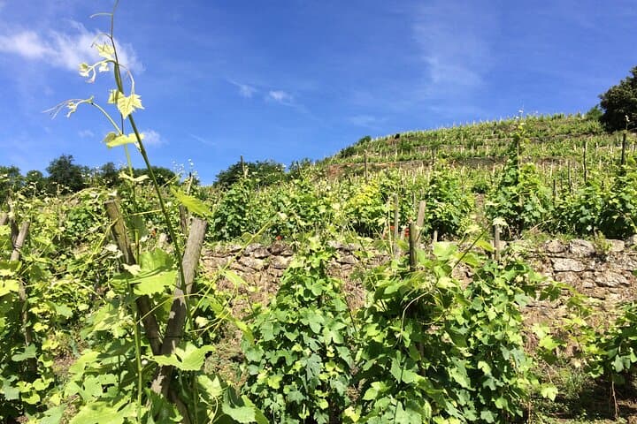 Half-Day Cotes du Rhone Private Wine Tour from Lyon