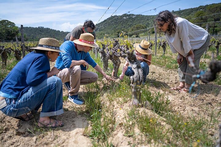 in the vineyard