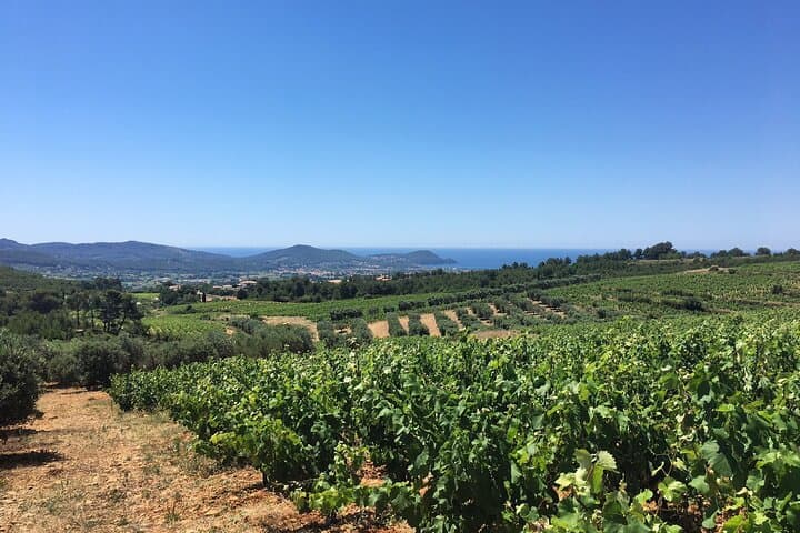 view on Bandol vines