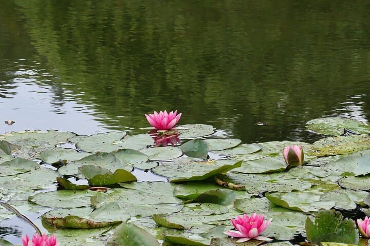 Giverny Half-Day Small-Group Tour from Paris – Max 7 Guests
