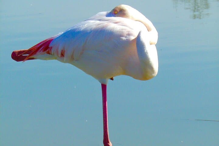 Pink flamingo