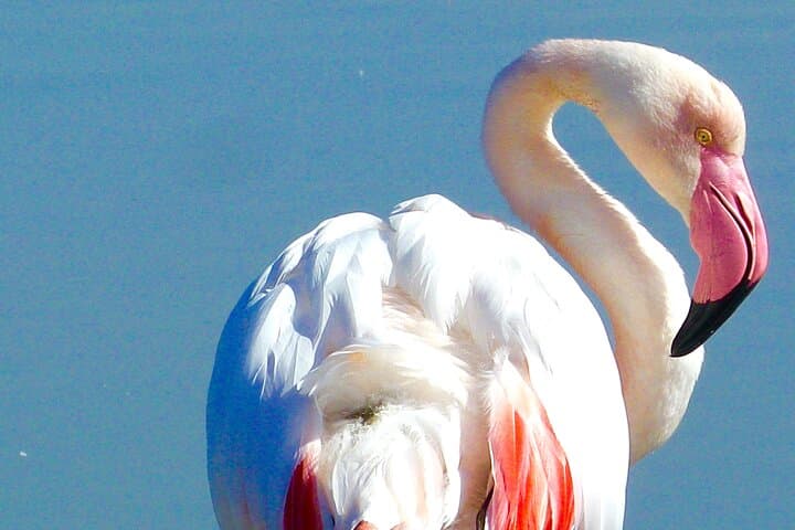 Pink flamingo