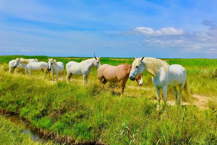 Camargue horses