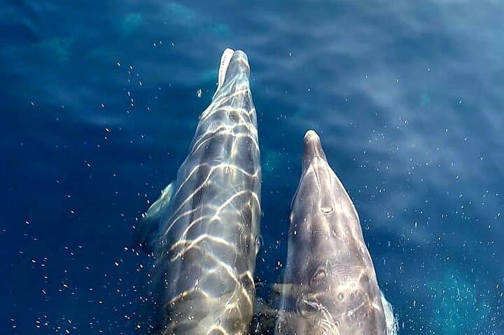 Dolphins
https://media-cdn.tripadvisor.com/media/attractions-splice-spp-720x480/0f/55/1b/e6.jpg