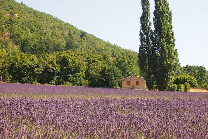 Lavender Full-day Tour in Sault From AIX-EN-PROVENCE