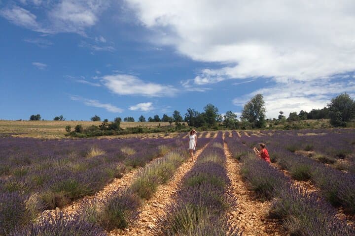 Lavender Full-day Tour in Sault From AIX-EN-PROVENCE