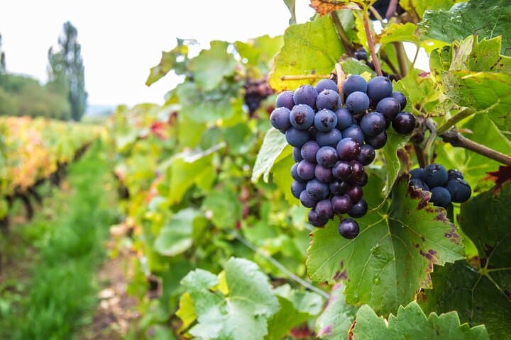 Paris Wine Tasting Private Tour with Wine Expert