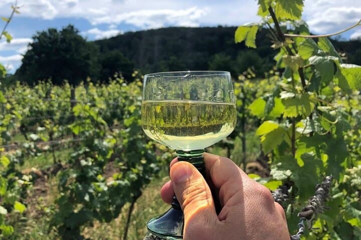 Learning about wine (& tasting!) in the vineyards with our experts.