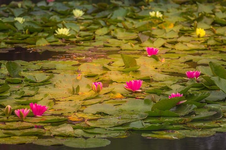 Full Day Private Tour in Giverny & La Roche Guyon