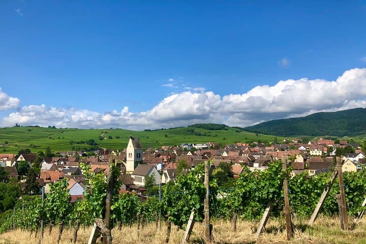 Discovery Vineyard
