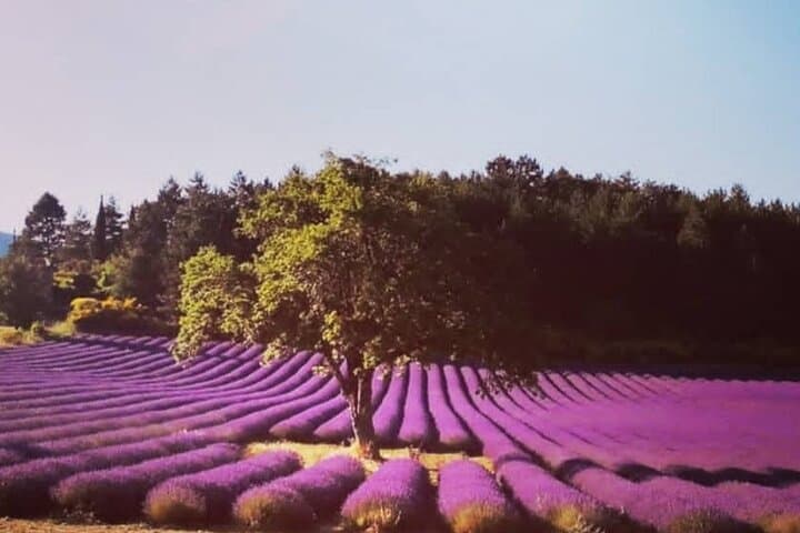 Full day Lavender tour from Avignon