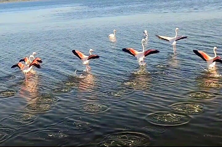Flight of pink flamingo