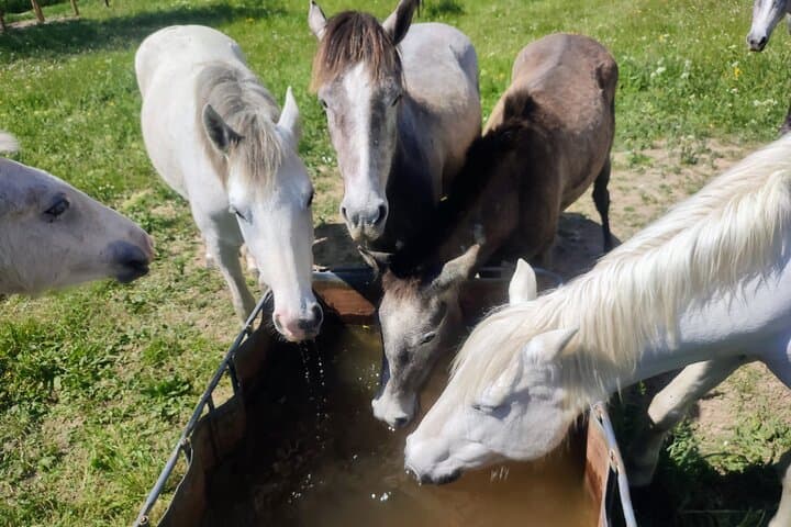 Camargue horses at aperitif time