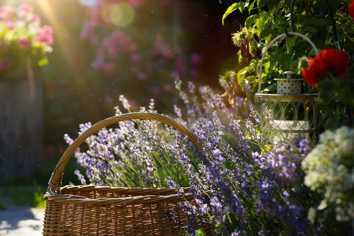 Lavender