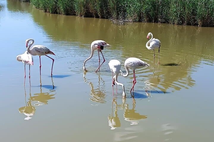 Private Tour in Roman town of Arles, Camargue National Park