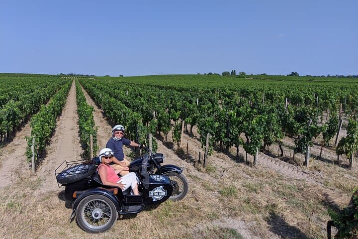 In the vineyards