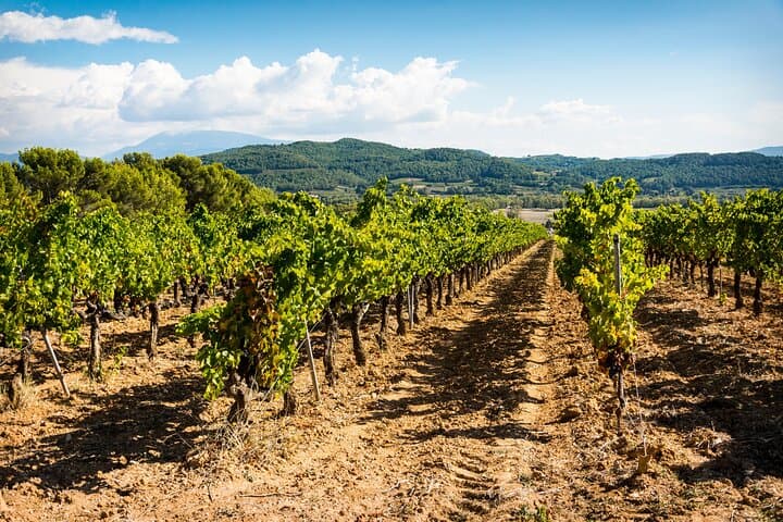 Private Walking Tour Northern Rhône Wine Heritage Lyon